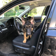 Image for article titled Uber's Making It Easier to Bring Your Pet for the Ride—and Don't You Dare Ruin This for Me